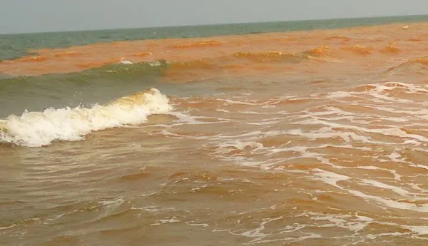 Cauvery water