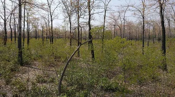  forest