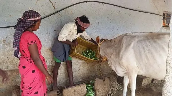 Farmers