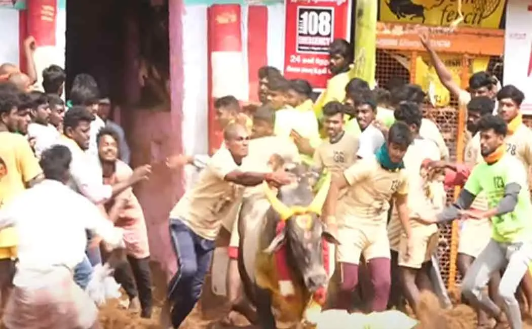palamedu jallikkattu; 4th round