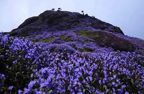 purple color