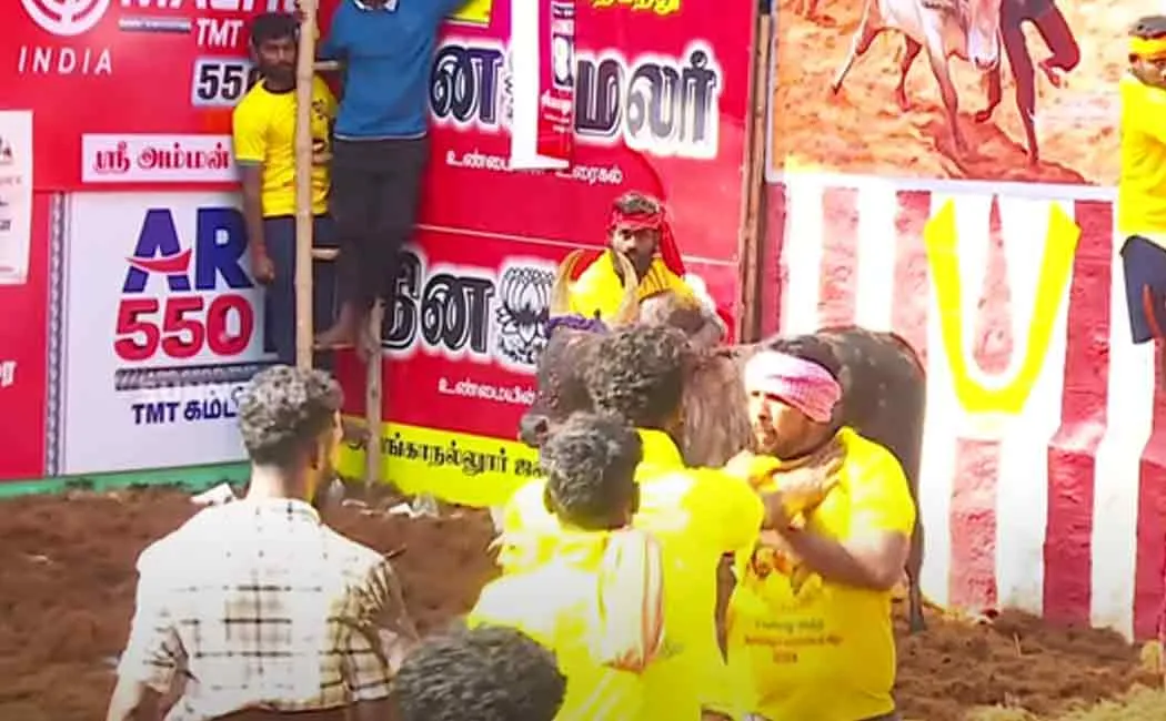 AlangaNallur stirs in Jallikattu; Conflict between warriors and cow owner