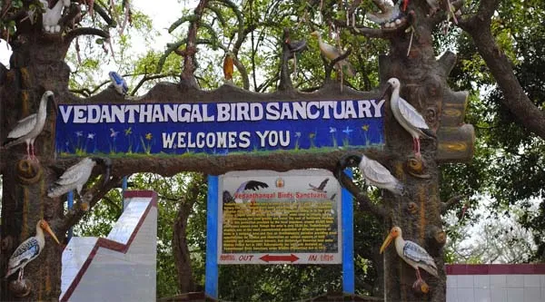 Vedanthangal Bird Sanctuary
