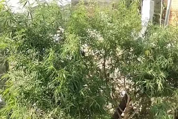 Woman who grew a cannabis plant thinking it was a mountain neem tree  