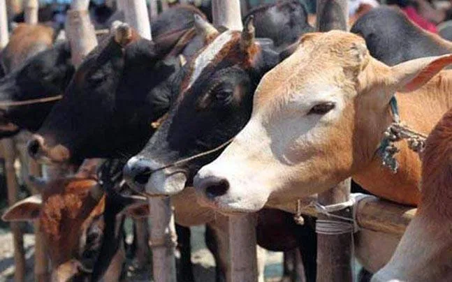 cow