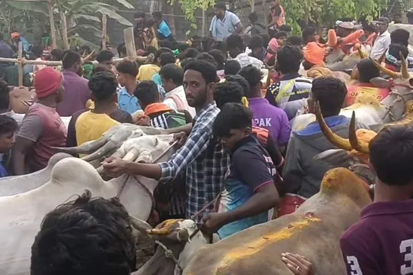 Clashes between two parties at the bull-raising ceremony 