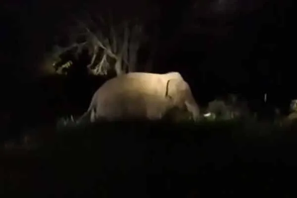 Farmers are scared  single-horned wild elephant roams mountain village