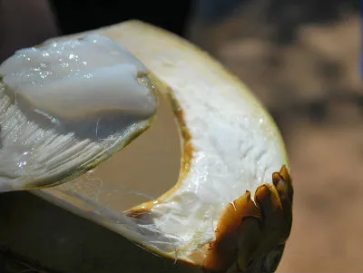 tender coconut