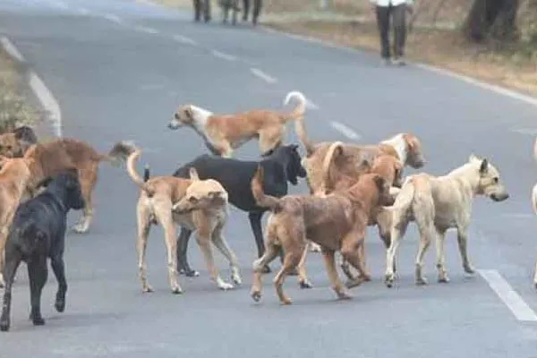 Female IAS officer injured after being bitten by a dog in Chennai 