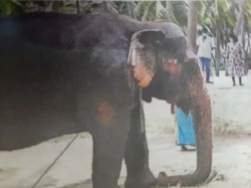 palani murugan temple elephant