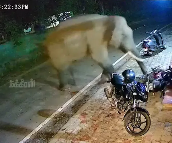 kerala elephant video goes viral social media