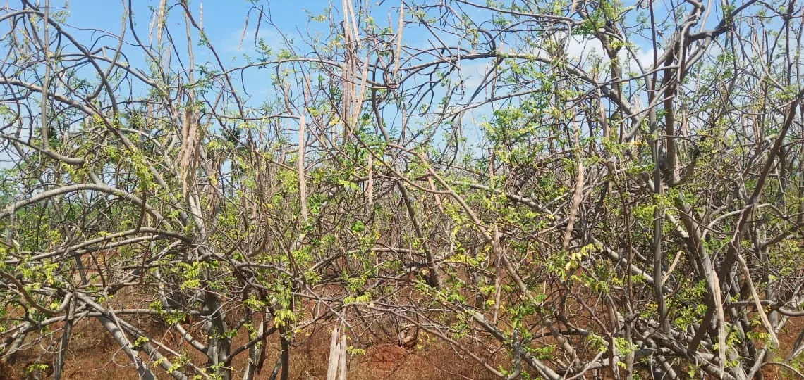  Farmers cut and thrown the trees