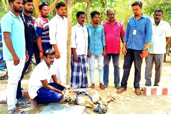 Tragedy of wild animals lost life in search of water