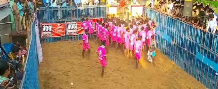 jallikattu 
