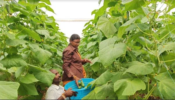 Sambar cucumber - dindigul district Farmers - 
