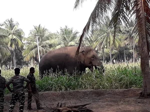 chinna thambi elephant
