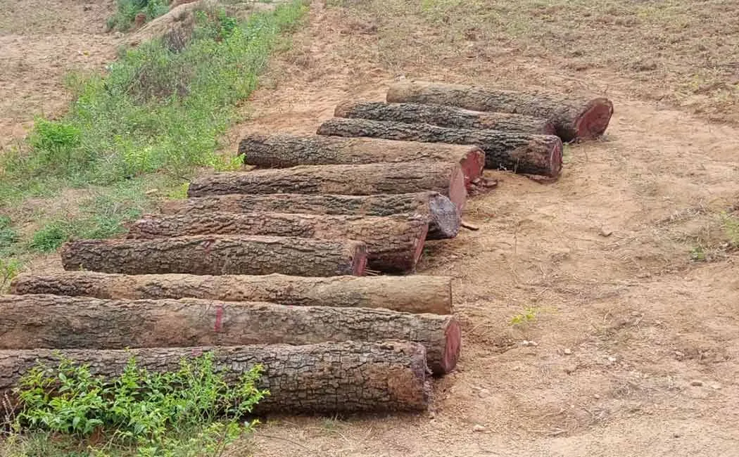 Attempt to cut down 6 sheep in Veerichettipalli reserve forest area