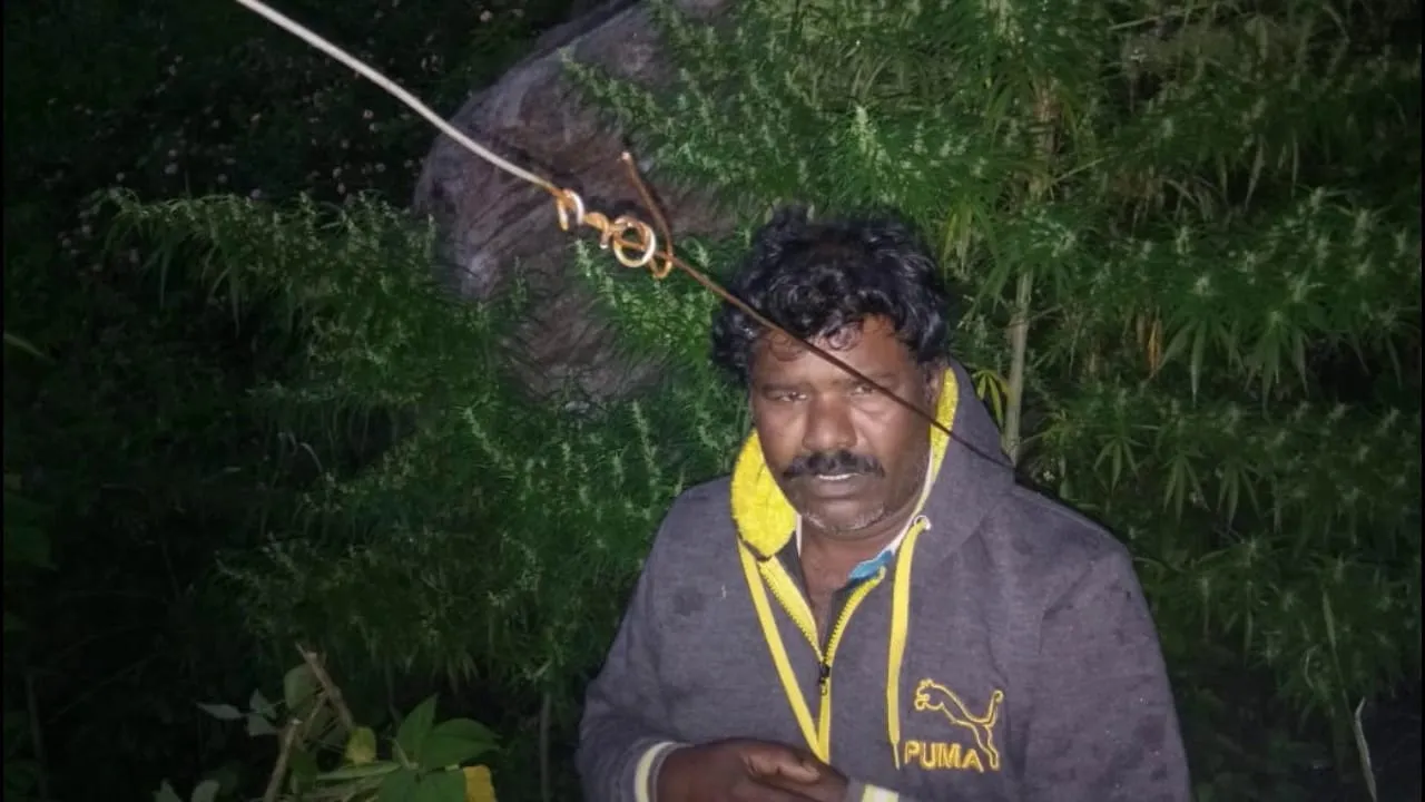 kanja