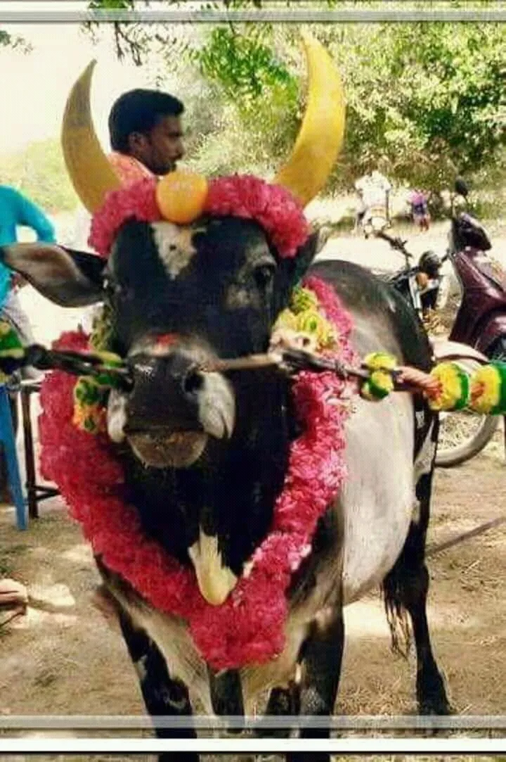 jallikattu