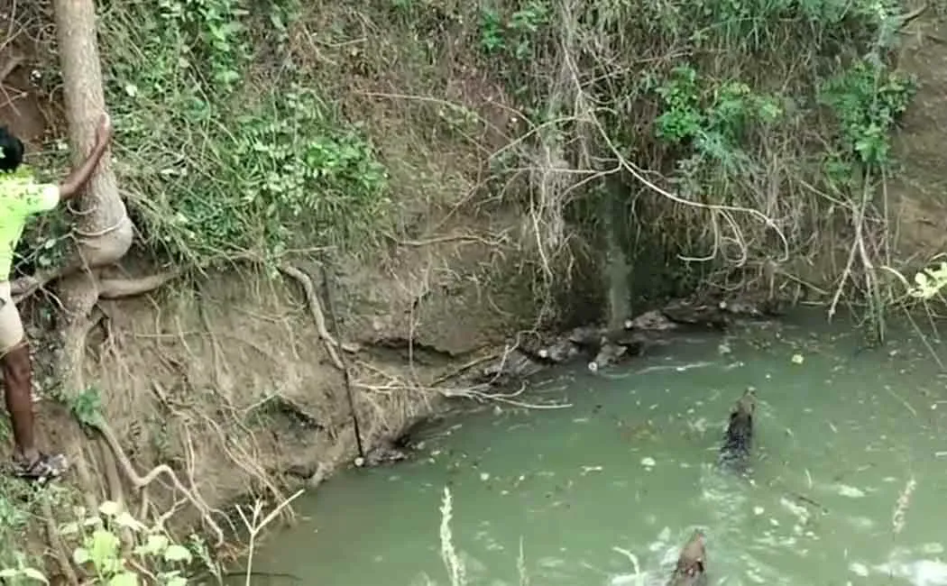 11 wild boars fell into the well in search of food at night 