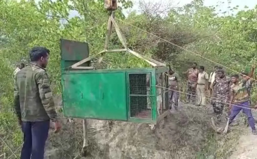Rescue of a tiger that fell into a well in Sathyamangalam forest
