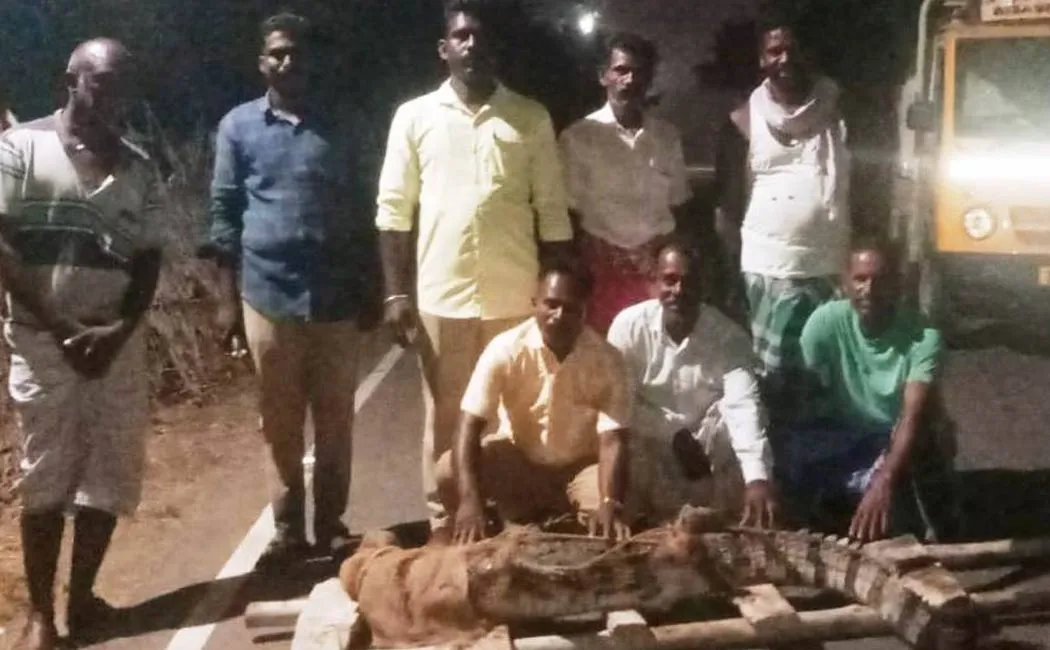  crocodile has entered the town near Chidambaram  