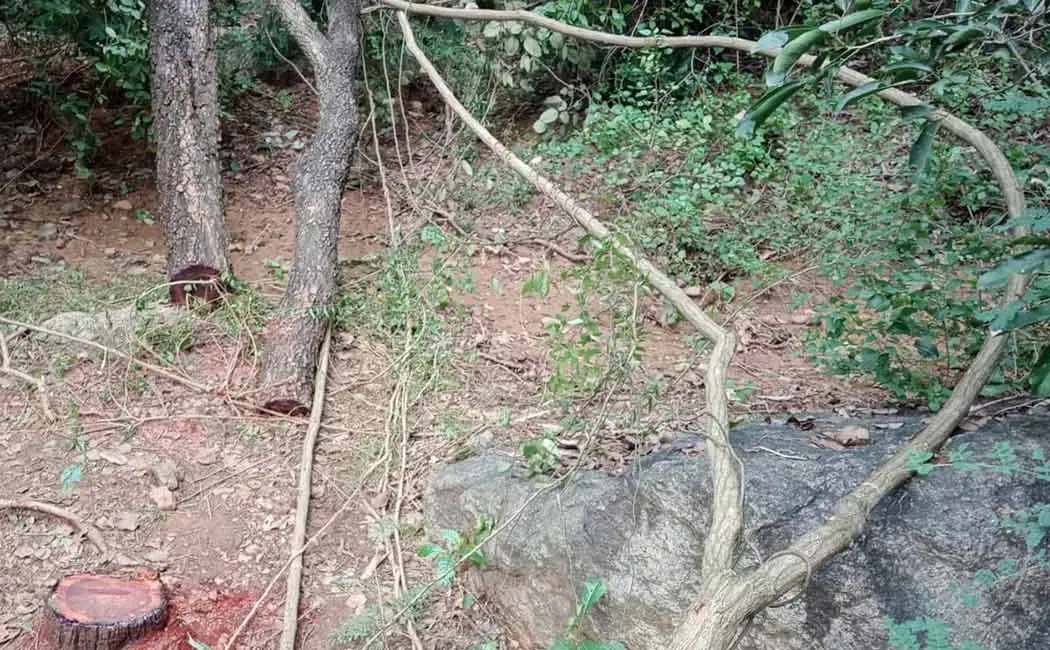 Attempt to cut down 6 sheep in Veerichettipalli reserve forest area