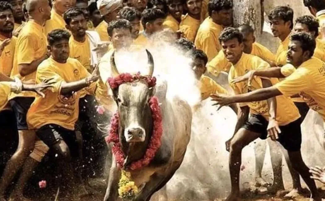 Permission conduct Tachangurichi jallikattu competition