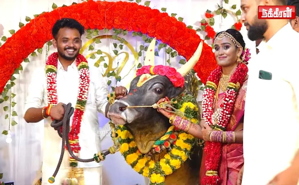 brother gave a jallikattu bull as a gift for his younger sister's wedding