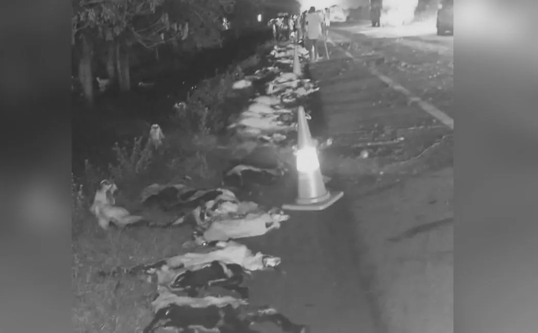 One person and 91 goats were passed away collision with government bus