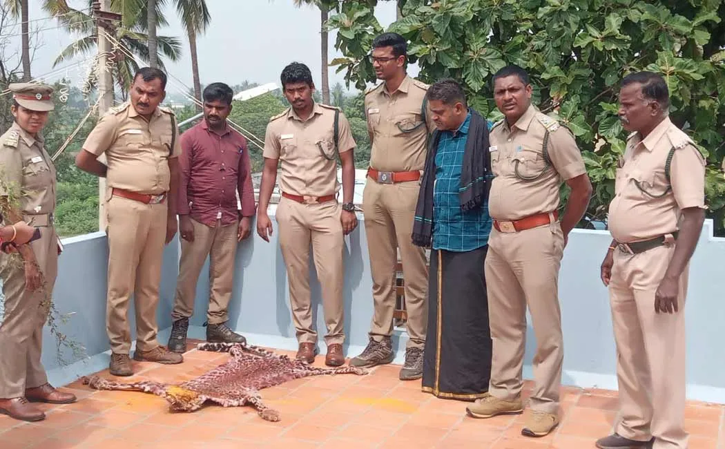 Leopard hunting and skin drying on terrace theni