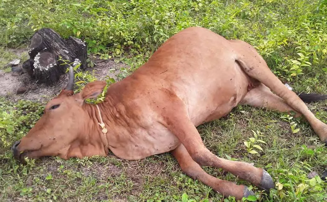 Cattle passed away from mysterious disease