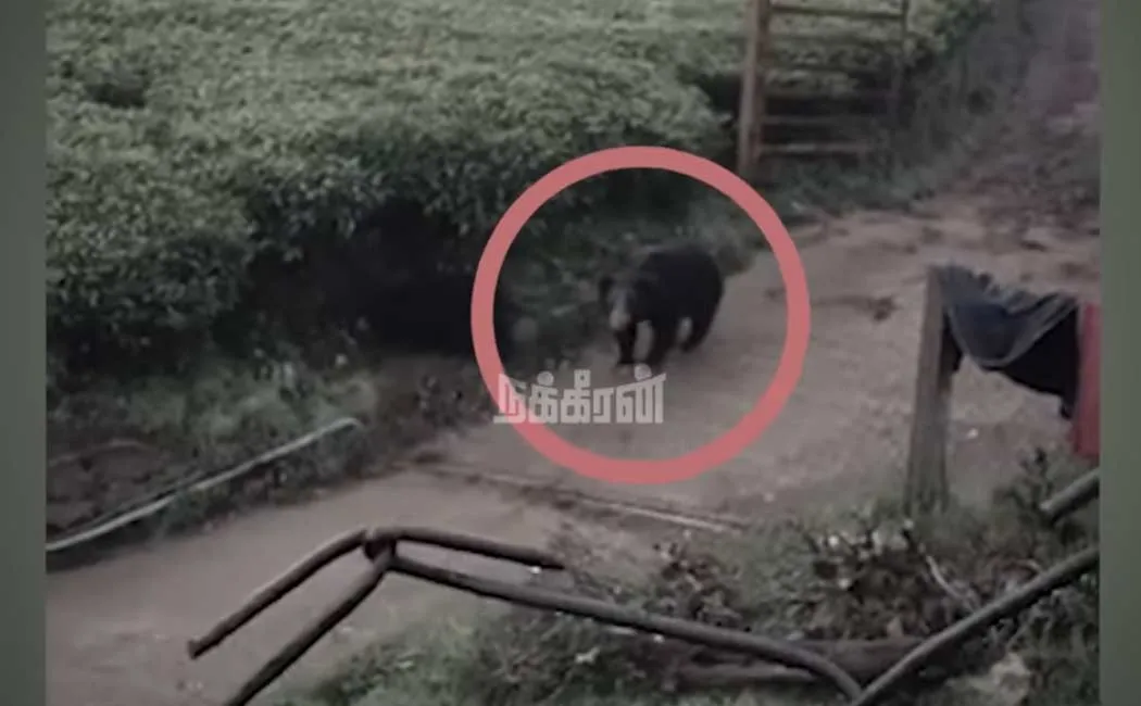 Villagers fear wild animals roaming inside residential areas nilgiri