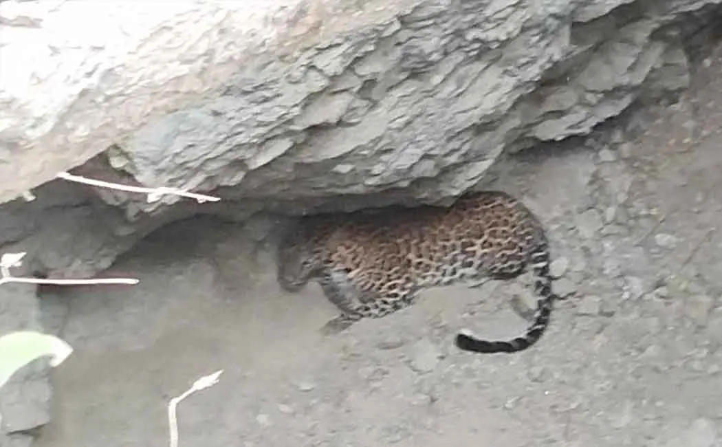 Rescue of a tiger that fell into a well in Sathyamangalam forest