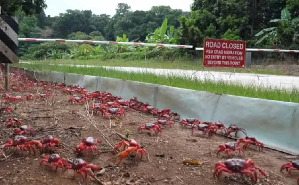 Christmas Island Millions red crab