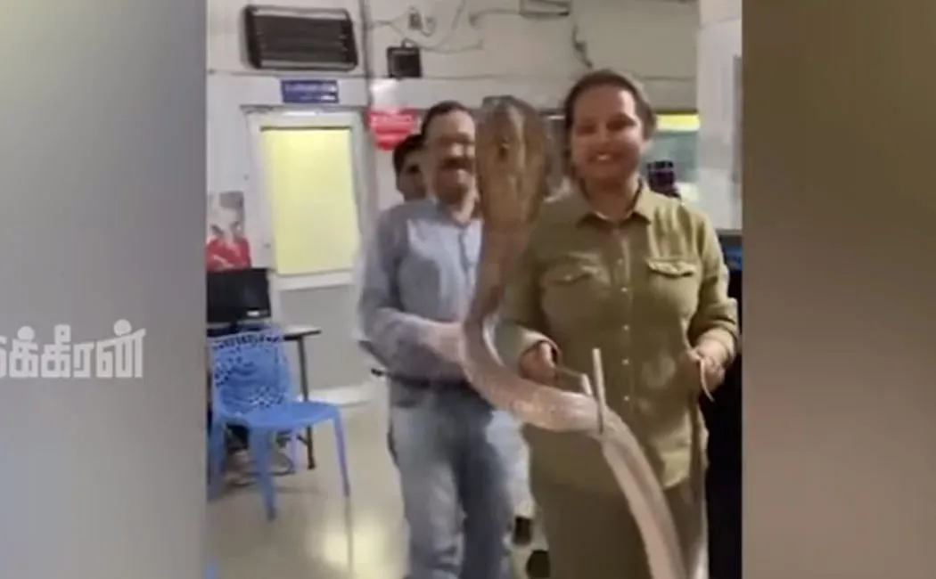 woman caught indian cobra