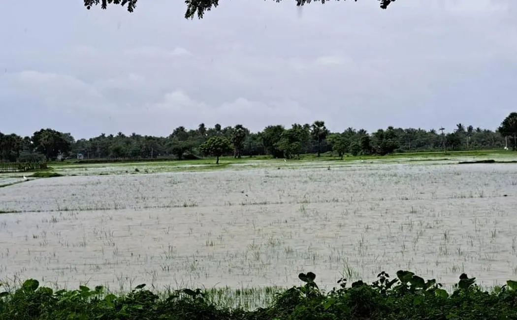 Farmers suffer 2,000 acres paddy crops rot due rain