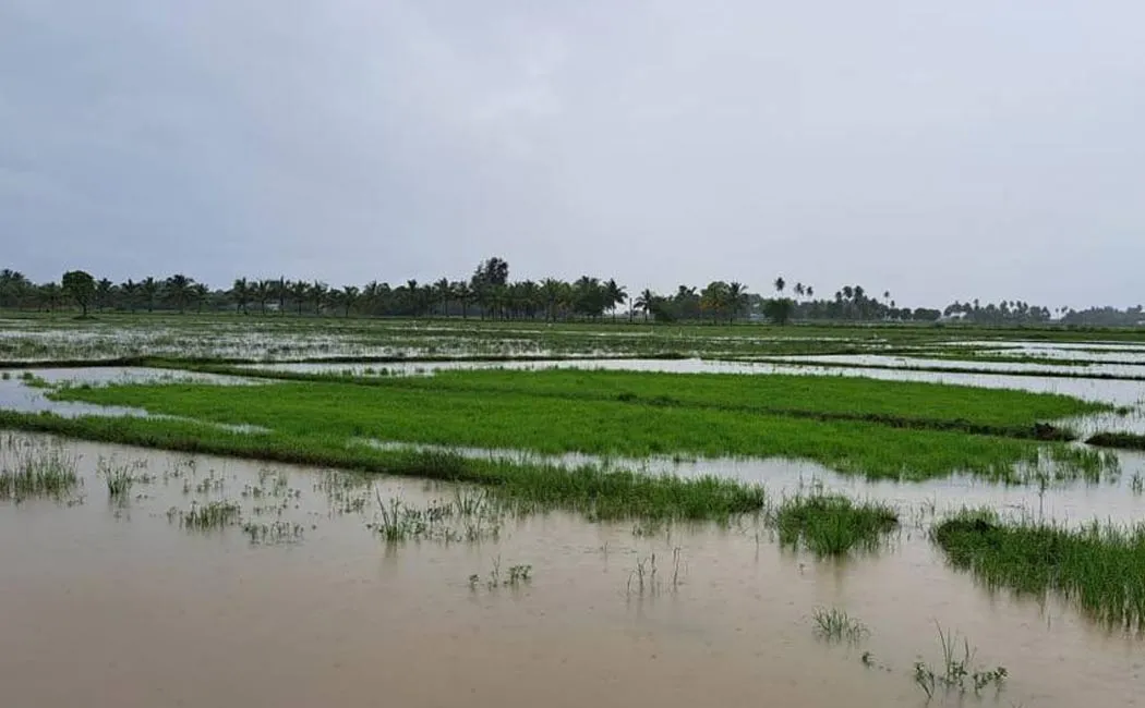 Farmers suffer 2,000 acres paddy crops rot due rain