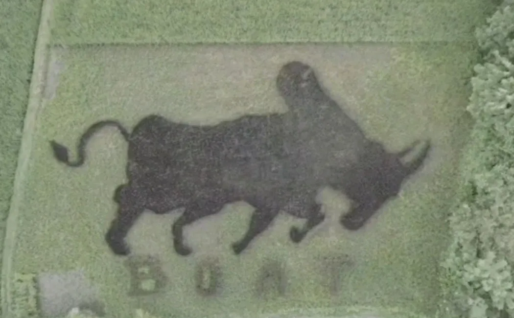 natural farmer created image of bull paddy