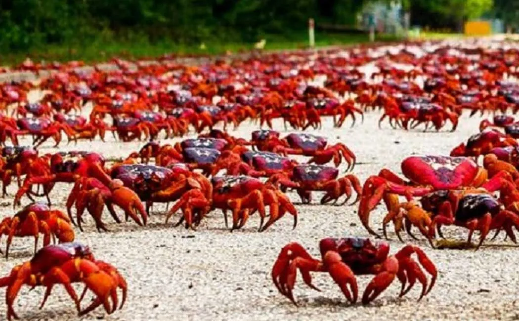 Christmas Island Millions red crab
