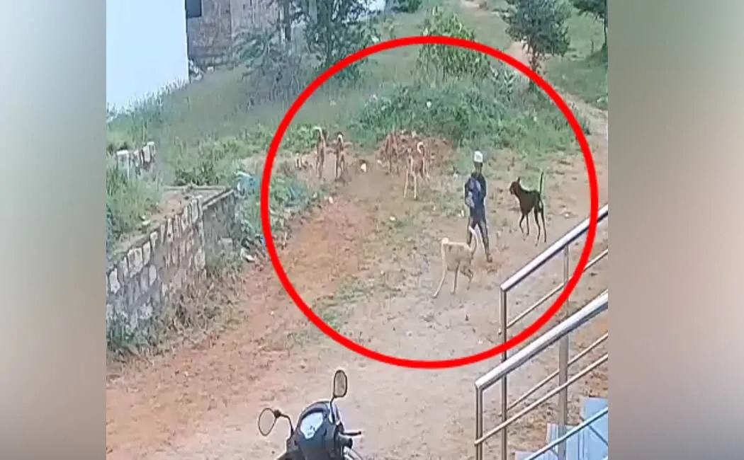 Stray dogs chased child boy