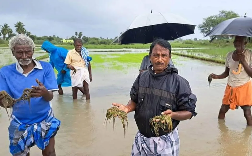 Farmers suffer 2,000 acres paddy crops rot due rain