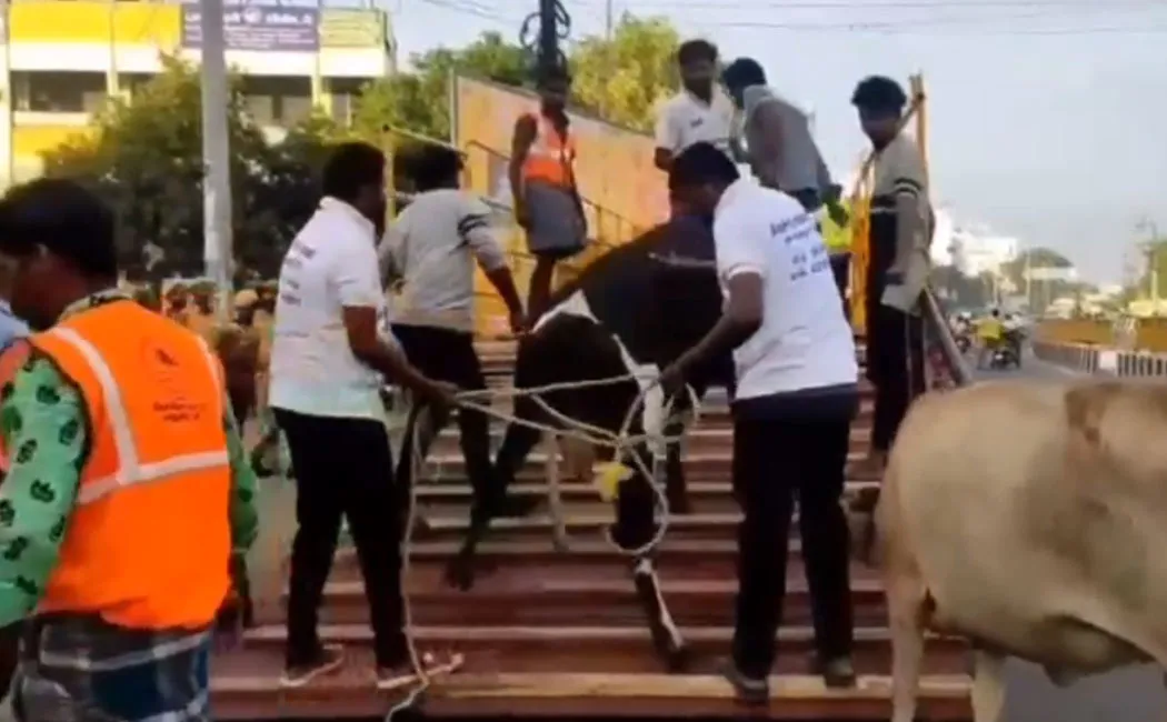 trichy Municipal Corporation has fined cows roaming on  road