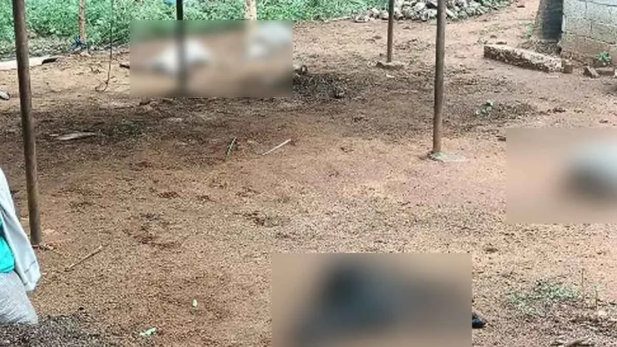 7 goats Lose their in Nambiur attack by mysterious animal - Forest department investigating