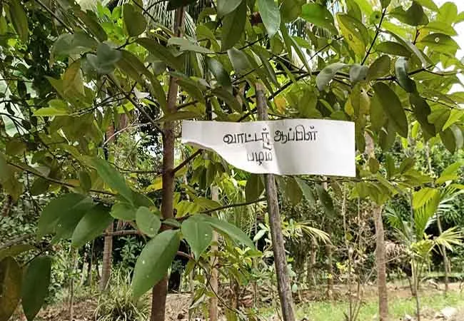 CUDDALORE DISTRICT FARMER TREE AYURVEDIC  HERBS  TREES 