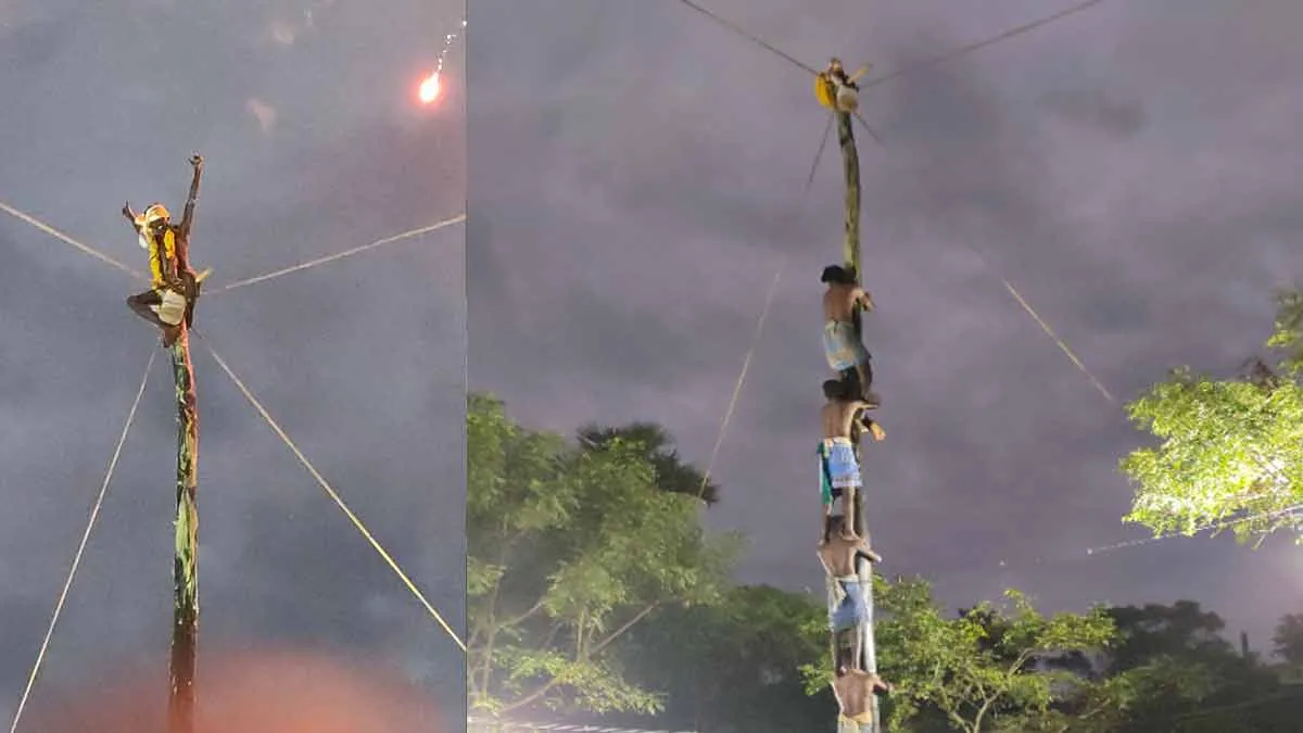 Slippery tree climbing competition! Alanchirangadu team's series win!