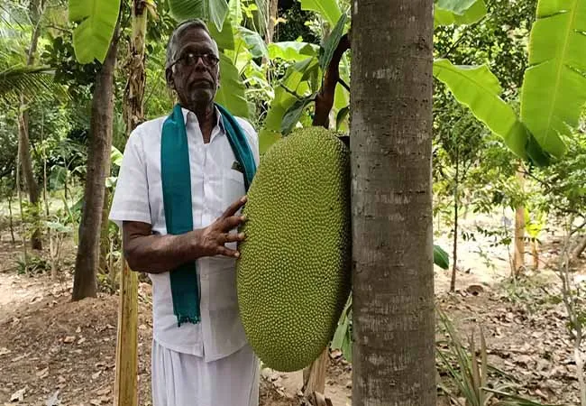 CUDDALORE DISTRICT FARMER TREE AYURVEDIC  HERBS  TREES 