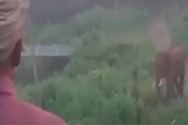  ''Po Sami Po...''-The wild elephant heard the farmer's speech