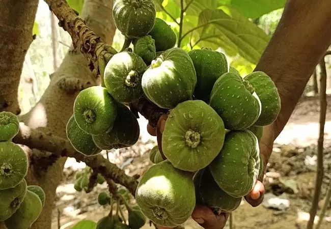 CUDDALORE DISTRICT FARMER TREE AYURVEDIC  HERBS  TREES 