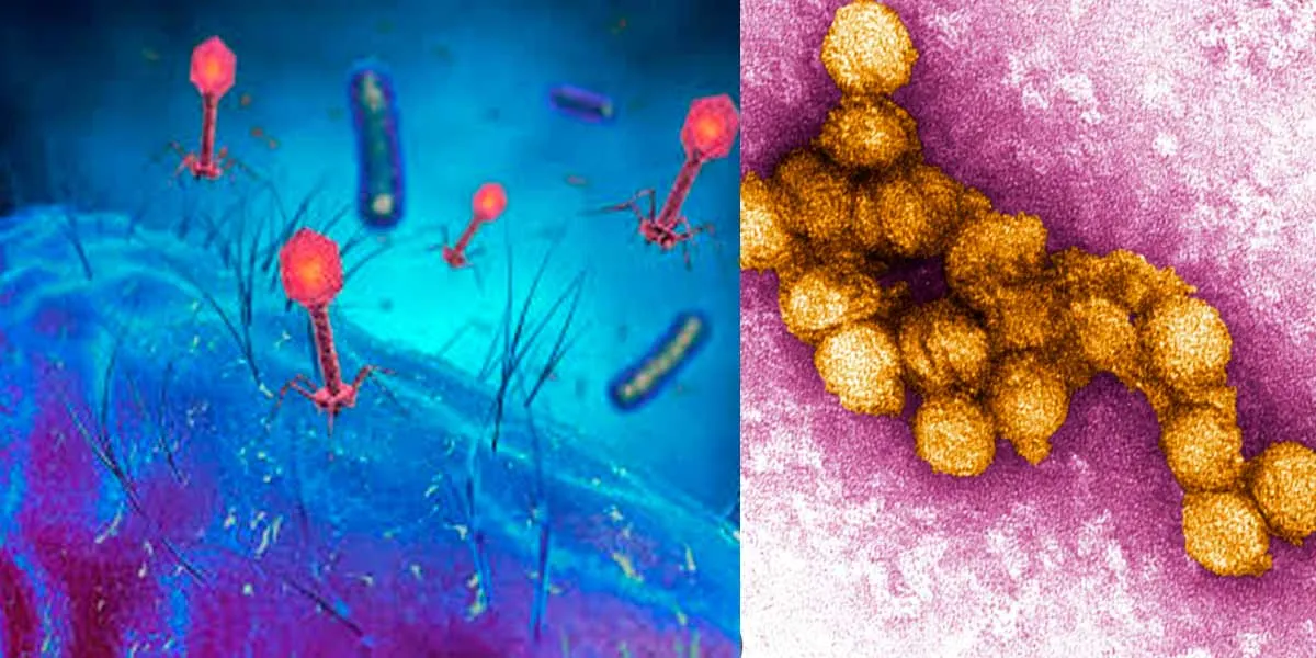 New virus attack; Shock in Kerala
